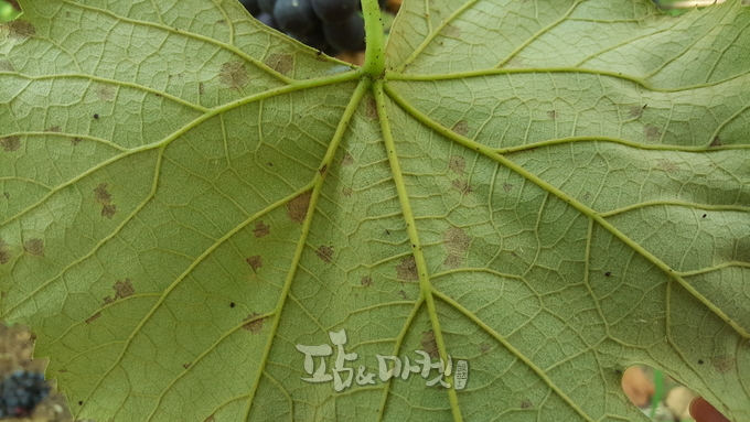 포도 갈색무늬병 병징(뒷면)