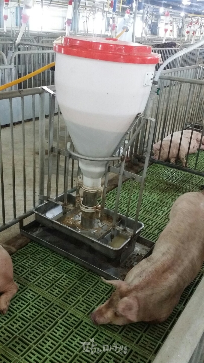 사료통은 청결히 관리하고, 부패된 사료는 즉시 폐기한다. 