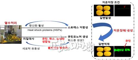 참외 껍질 갈변 현상 저감 시스템.