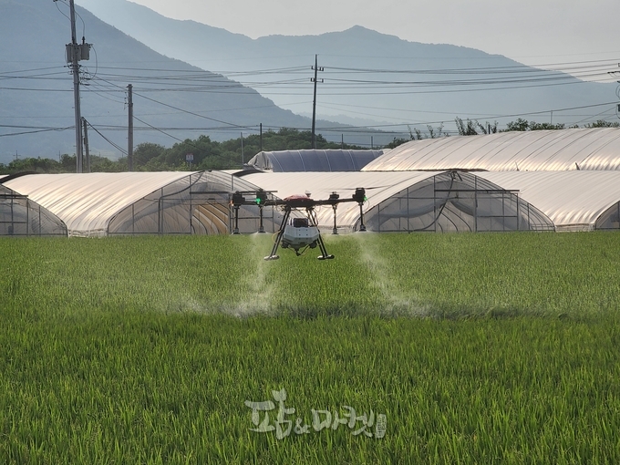 이천시농업기술센터는 내년에 공급할 우량 종자 생산을 위해 채종포 관리를 위한 추가 방제 활동에 돌입했다. 