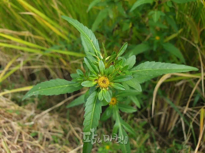 가막사리의 꽃