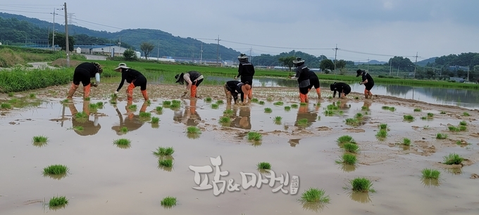 6월 30일 식량기술팀원들이 손 모내기 하는 모습.<br>
<figure class="image"><img alt="" src="//www.farmnmarket.com/data/photos/20231043/art_16980753698419_02ea52.jpg" xtype="photo">
<figcaption style="text-align: left;">쌀(바로미2) 생육 과정 중에 메뚜기가 앉아 있다.</figcaption>
</figure>