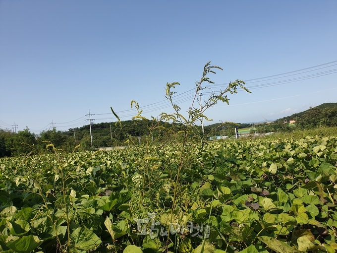 돼지풀은 고구마나 콩밭으로 침입하는 경우가 많다.