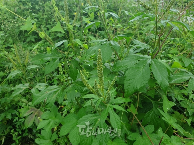 단풍잎돼지풀의 수꽃은 돼지풀보다 크고 많다.