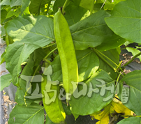 도두콩(작두콩) 재배 모습.