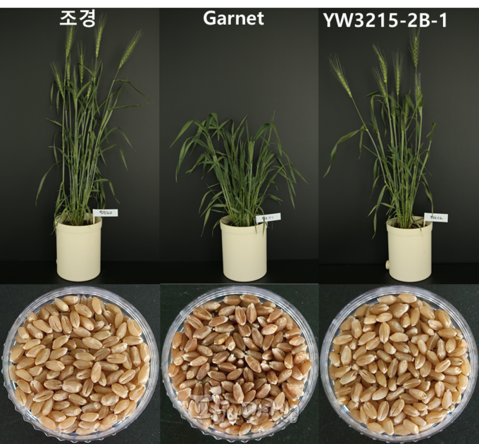 세계 최초 밀 ‘Speed breeding’ 기술 개발로 품종개발 기간을 46% 단축.