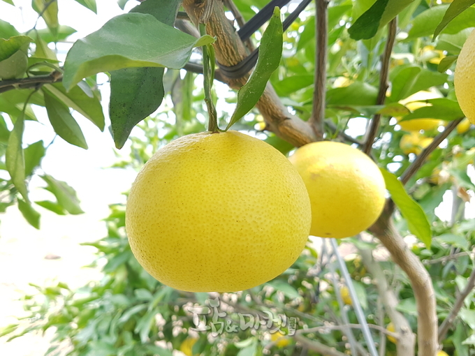 옐로우볼.