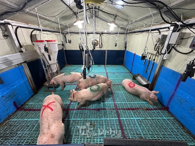 실내 공기 질의 변화에 따른 딥러닝 기반 돼지의 활동 모니터링 및 감지 시스템을 통해 돼지의 생활 방식(휴식, 수면, 취식 등)을 파악할 수 있다.