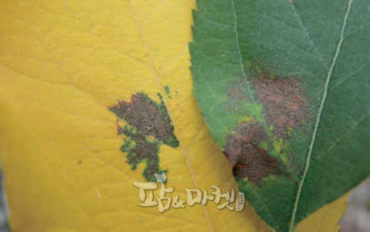 갈색무늬병