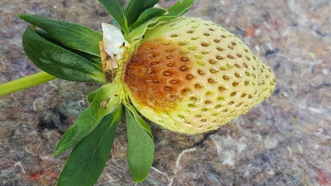 딸기 잿빛곰팡이병.