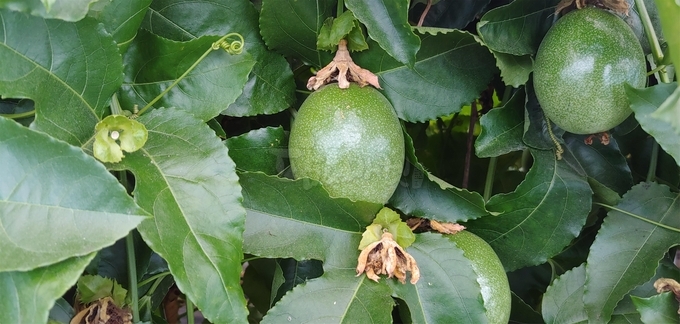 착과된 패션프루트.