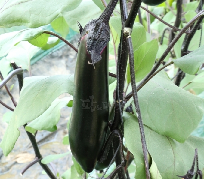 고품질 가지 생산. 요즘 하루에 1.5~2톤 수확.