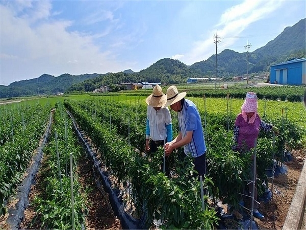 고추바이러스 검사, 과수 꽃가루 활력검사 등 실시하고 있다.
