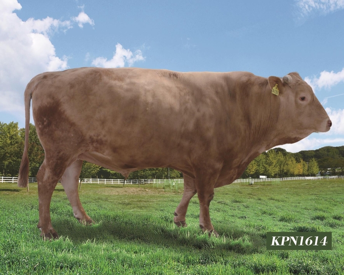 KPN1614