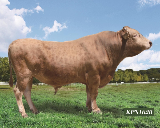 KPN1628