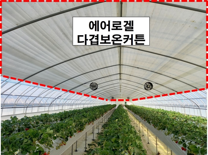 양평 딸기 농장.