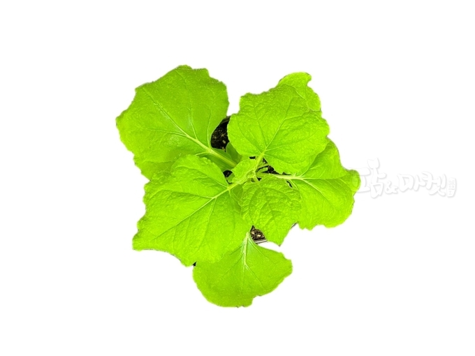 담배(Nicotiana benthamiana)