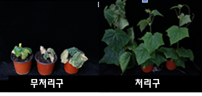 JCK-6019 종자코팅에 의한 오이 덩굴쪼김병 방제효과