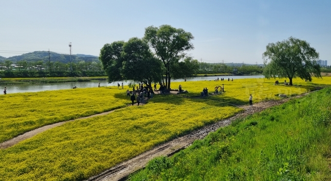 2025 청주시 도시농업 페스티벌-유채꽃밭.