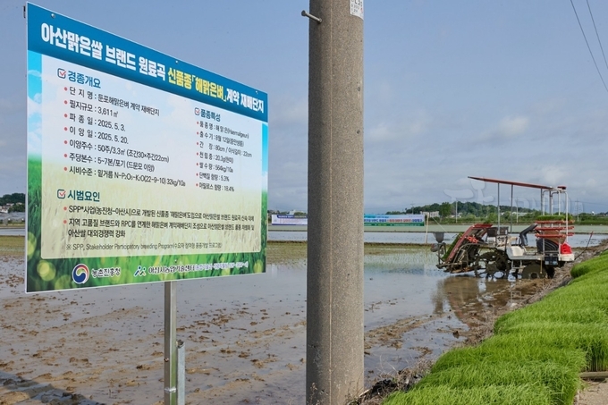 아산맑은쌀 브랜드 원료곡 신품종 해맑은벼 이앙행사.