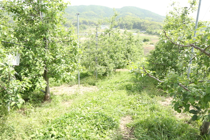 초생재배.