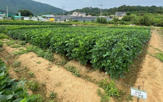 파종 시기에 따른 논콩 생육 모습( 6월 25일) ,파종일부터 60일 경과.