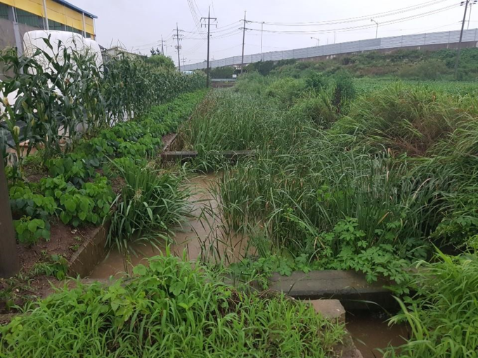 배수로 수초 제거 전.