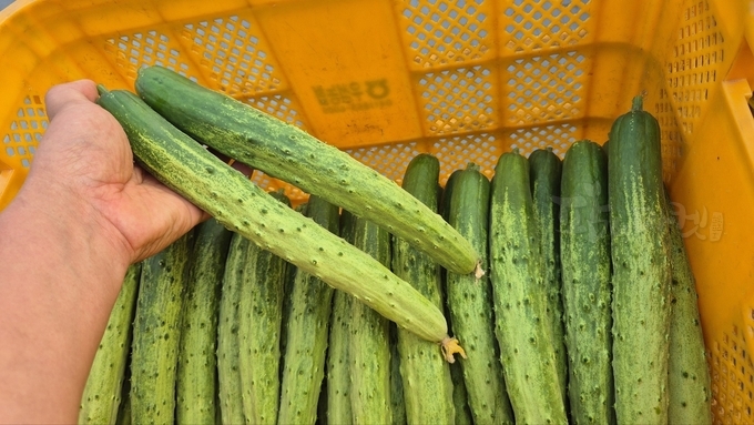 수확한 오이.