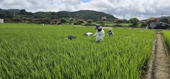 지난해 중앙지방합동벼멸구예찰.
