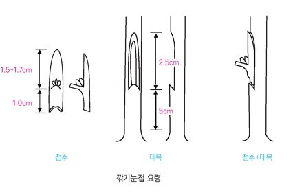 깎기눈접 요령.