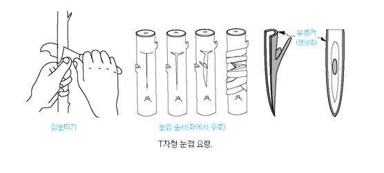 T자형 눈접요령.