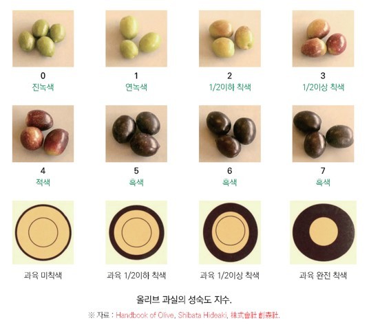  올리브 과실의 성숙도 지수.