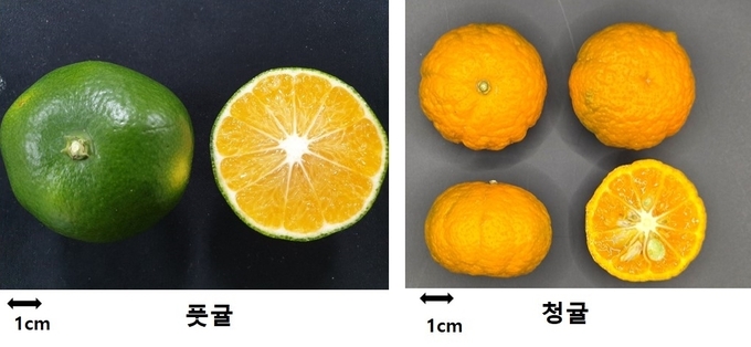 온주밀감 미숙과 풋귤(9월 상순)과 재래감귤 청귤(2월 하순)의 모습 비교
