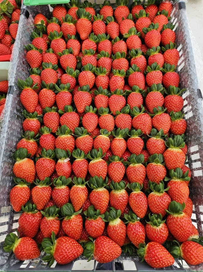 맛있는 딸기 수확.
