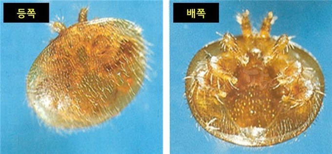 기생해충인 꿀벌응애
