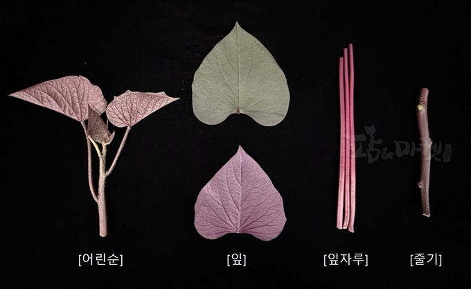 ‘통채루’ 지상부 부위별 사진