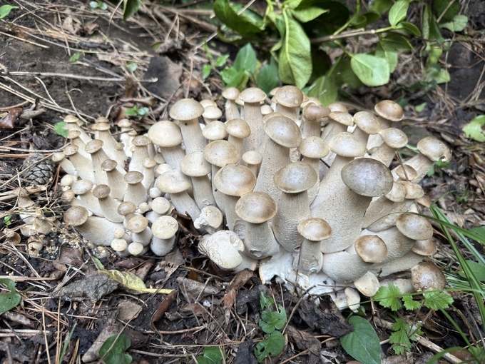 다발왕송이(Macrocybe gigantea) 2024. 10. 8.