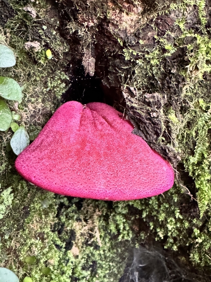 소혀버섯(Fistulina hepatica) 2025. 5. 10.