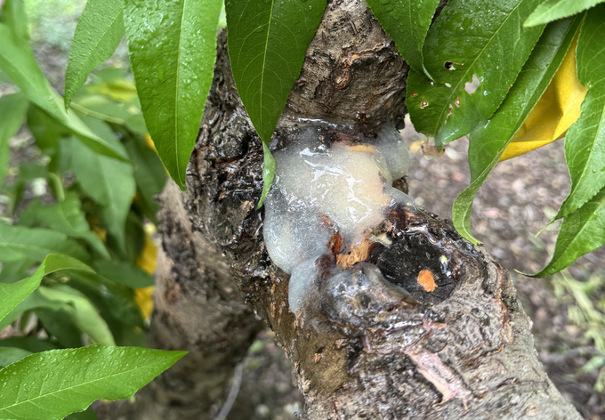 수리병 처리 직후 