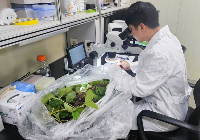 장성군이 딸기 재배농가 대상 꽃눈 분화 검사를 9월 20일까지 지원.