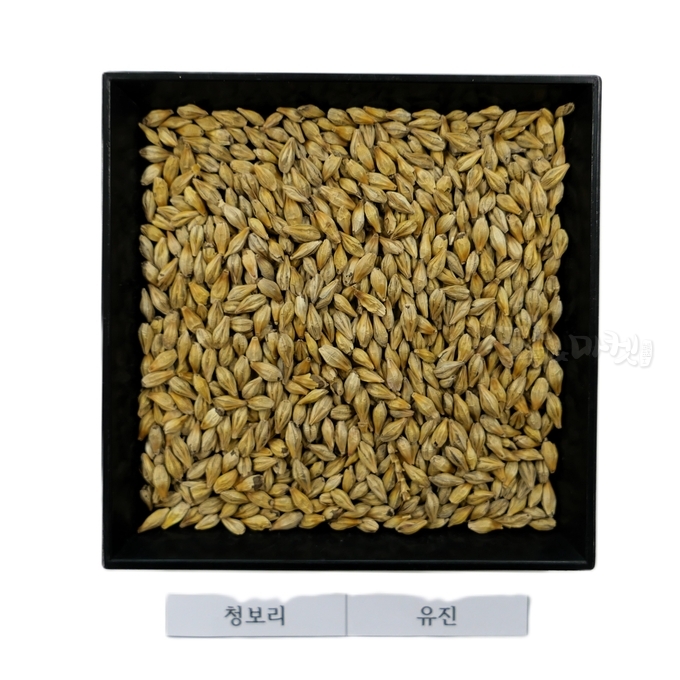 청보리