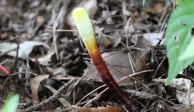 식용버섯 불로초