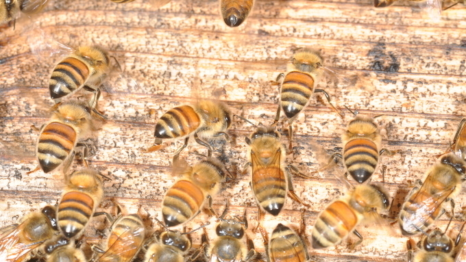 이영보 박사의 곤충이야기<34> 꿀벌들의 선풍행동