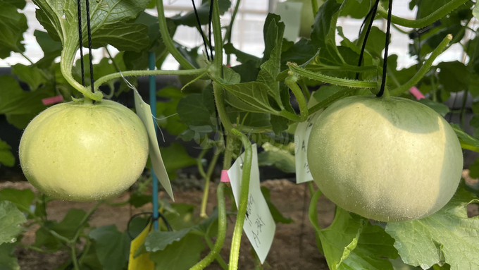 전남농기원, ‘애플멜론’ 재배 매뉴얼 개발