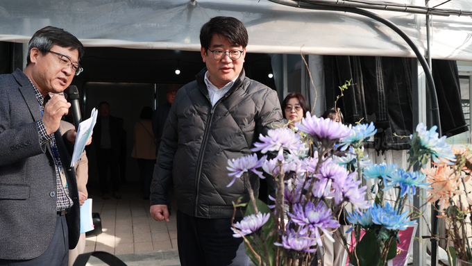 국화 ‘백강’ 지난해 19만 송이 일본 수출