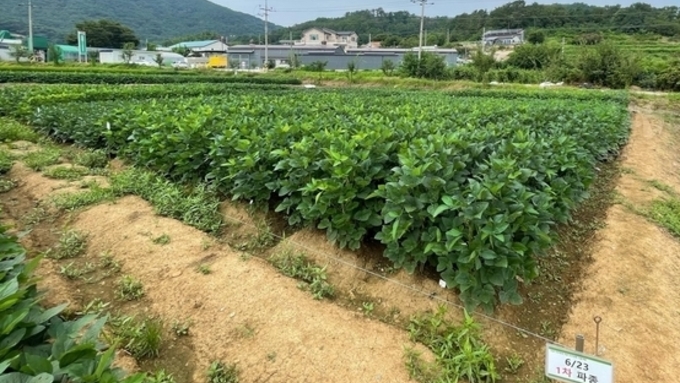 농촌진흥청, 이모작 적합 논콩 재배 기술 제시