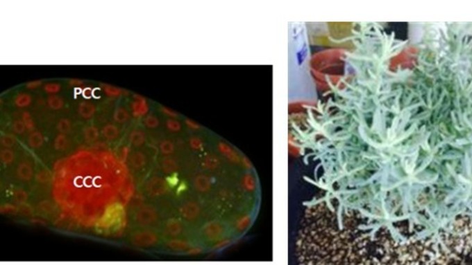 세계 최초 ‘비에너티아’ 유전체 해독 “기후 적응형 작물” 육종 가능