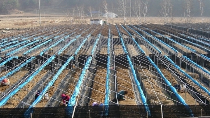 겨울 인삼밭 "보온재·물길' 중요