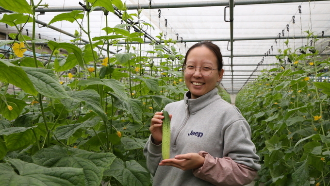 안성 이가원 대표, GAP 오이 수경재배