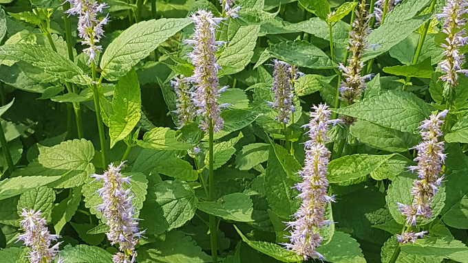 전남농기원, "돈 되는 약용작물, 우량종자로 키우세요"